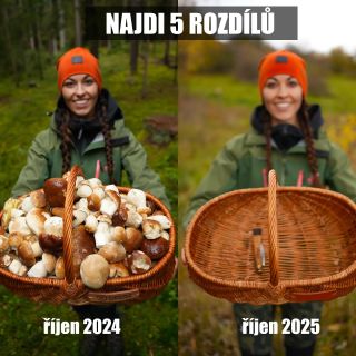 Řekněme, že hřibů bylo minulý rok víc 🤣 Mé produkty najdete na www.sumavskahoubicka.cz 💫 #sumavskahoubicka